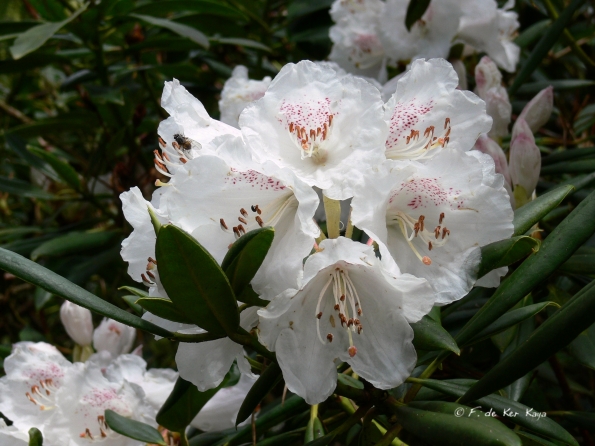 Bois des Moutiers (24) Mai 2012
